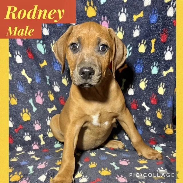 A baby medium-sized male Hound dog named Rodney for adoption in Manchester, CT