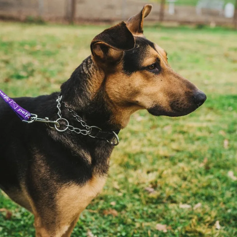 Rin Tin Tin thumbnail 4