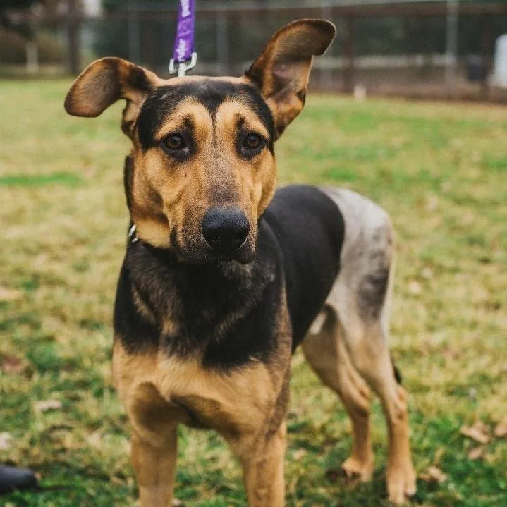 Rin Tin Tin thumbnail 5