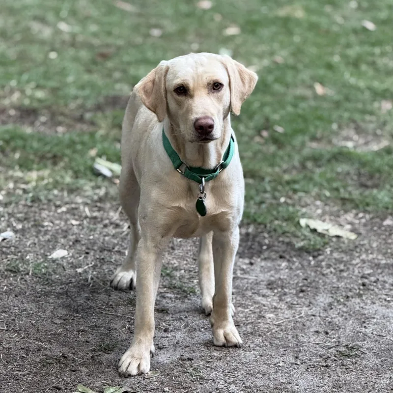 An adult medium-sized male Yellow / Tan / Blond / Fawn Labrador Retriever dog named Steve Harvey for adoption in Columbia, SC