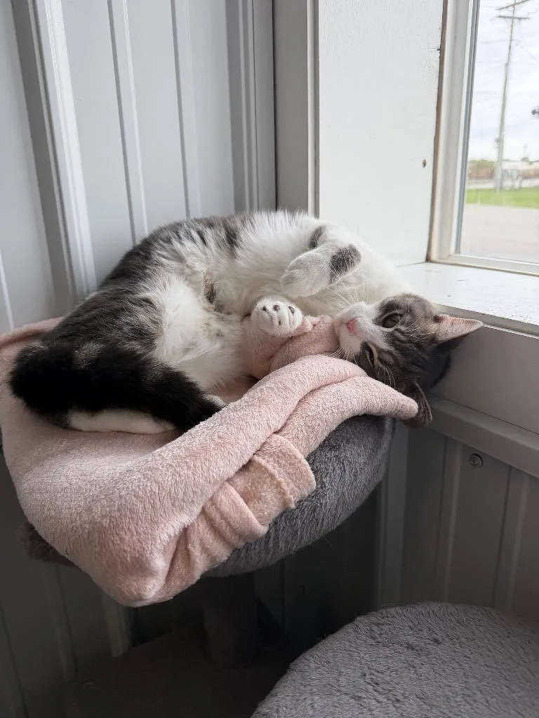 A young medium-sized female Domestic Short Hair cat named Junebug for adoption in Pierceton, IN