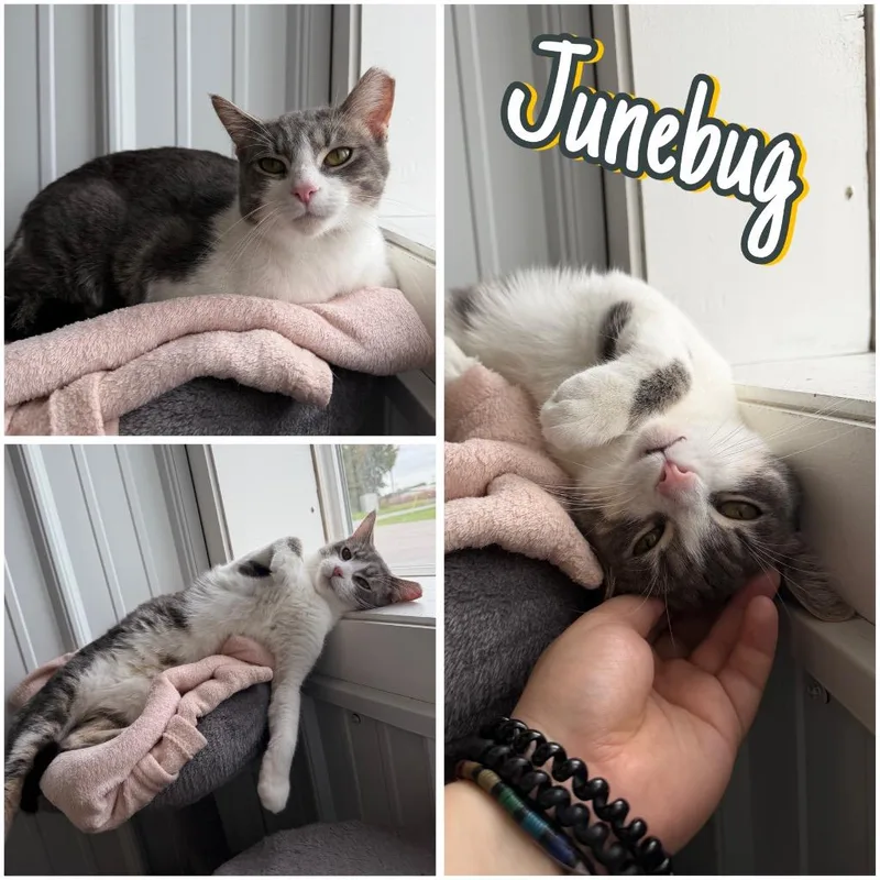 Junebug thumbnail 5