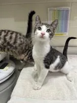 A young medium-sized male White Domestic Short Hair cat named Pauly D for adoption in Manitowoc, WI