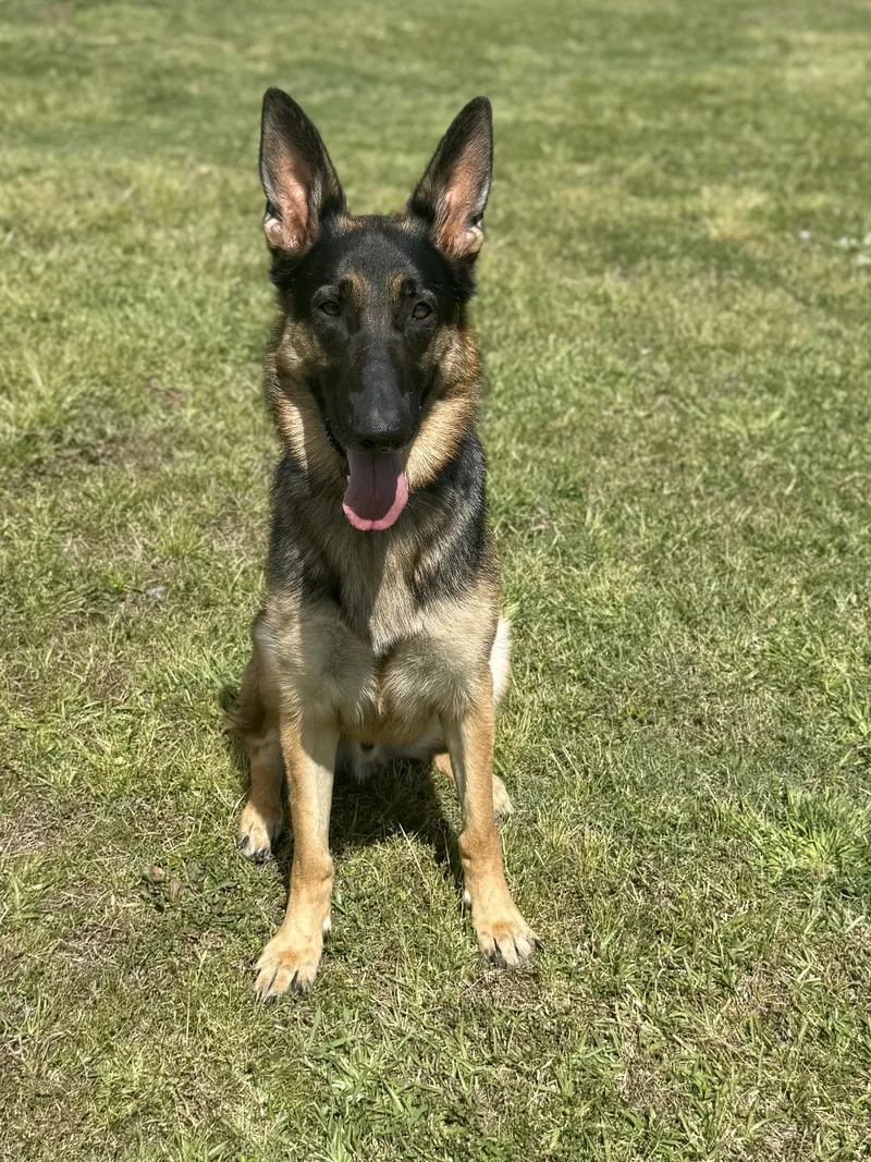 Simon