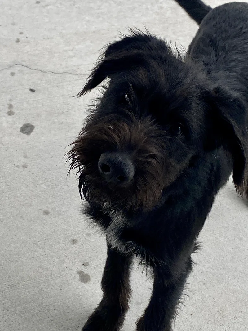 A young medium-sized male Black Labradoodle dog named 'scrappy for adoption in Hartford, KY