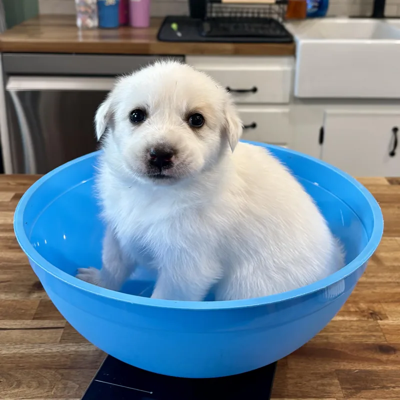A baby large-sized female White / Cream Great Pyrenees dog named Molly for adoption in Bulverde, TX