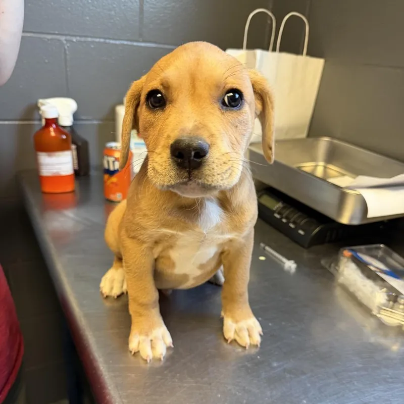 A baby small-sized male Yellow / Tan / Blond / Fawn Labrador Retriever dog named Tuscstray for adoption in Tuscaloosa, AL
