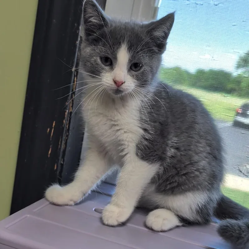 A baby small-sized female Gray & White Domestic Short Hair cat named Ducky for adoption in West Jefferson, OH
