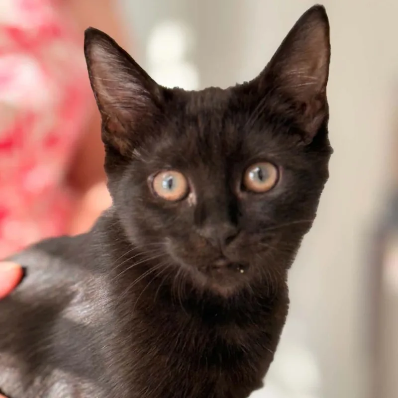 A baby small-sized female Domestic Short Hair cat named Coco for adoption in Cumming, GA