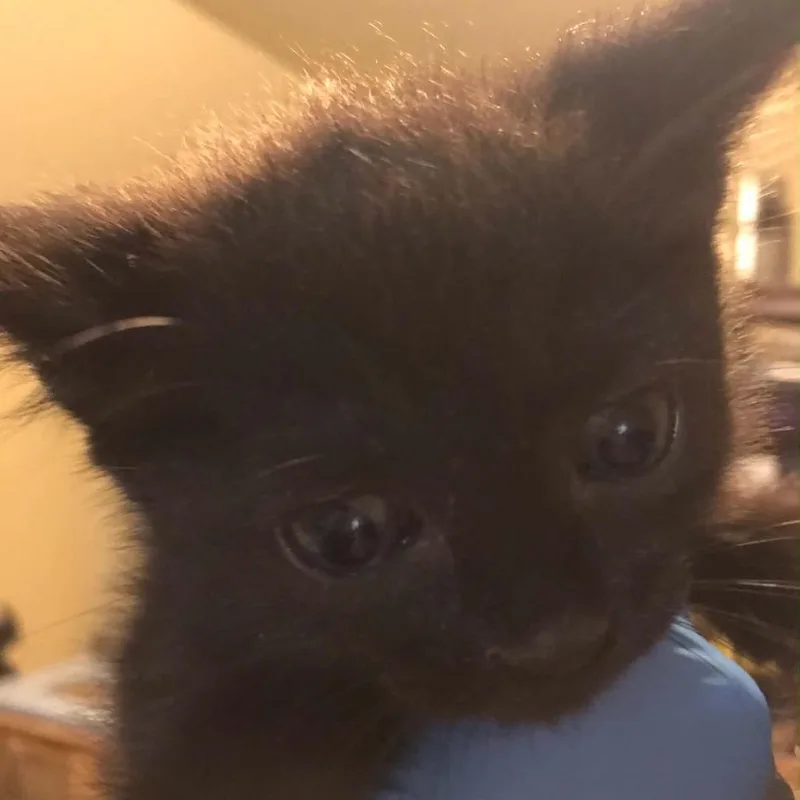 Coco thumbnail 3