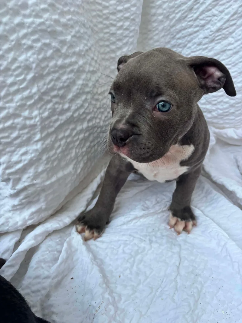 A young medium-sized female Gray / Blue / Silver American Staffordshire Terrier dog named Hilly for adoption in Grafton, MA