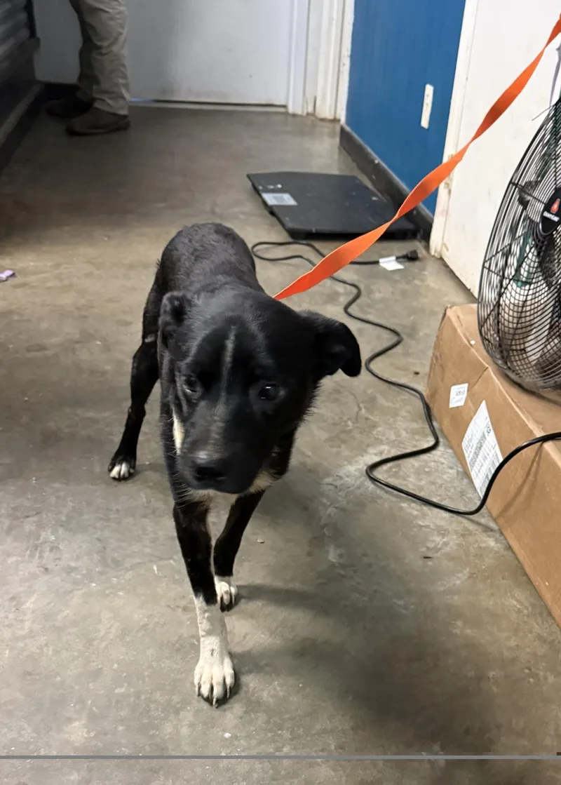 A young medium-sized male Border Collie dog named Charlie for adoption in Ozark, AL