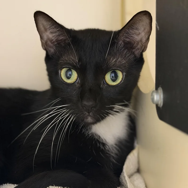 A young medium-sized female Black & White / Tuxedo Domestic Short Hair cat named Mulan for adoption in Cooperstown, NY
