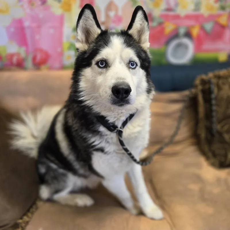 Sherlock thumbnail 2