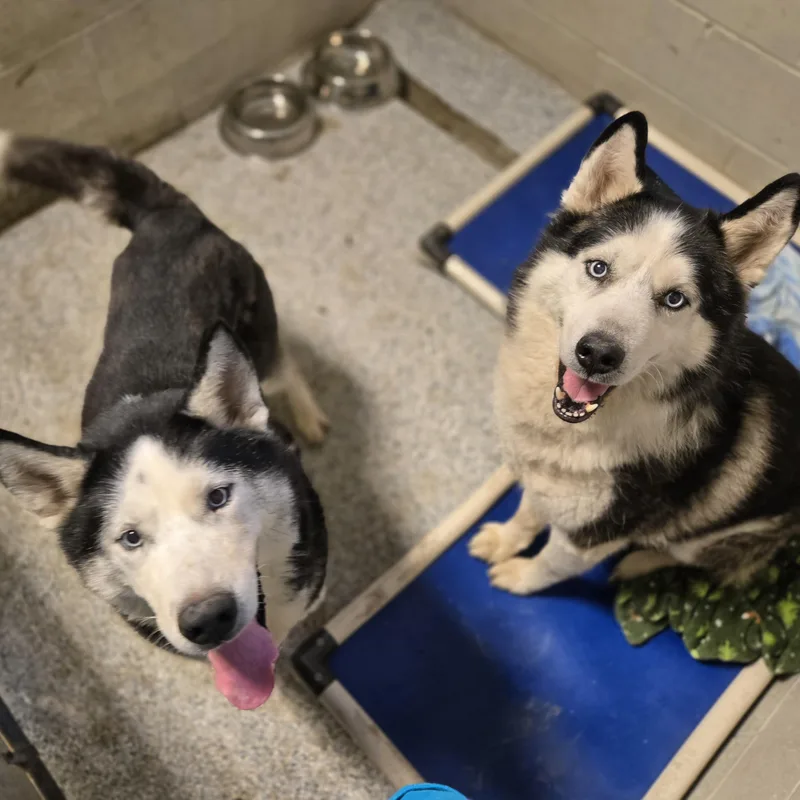 Sherlock thumbnail 4