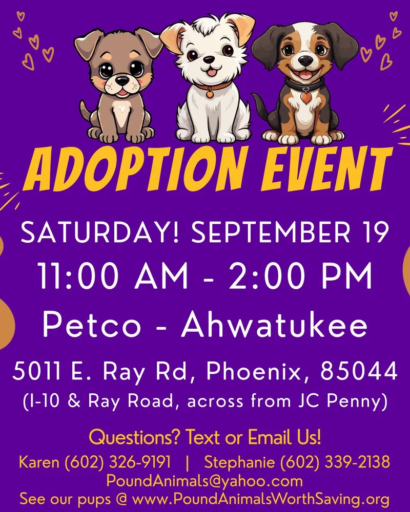 An adult small-sized female White / Cream Maltipoo dog named HONEY BEAR   for adoption in Mesa, AZ
