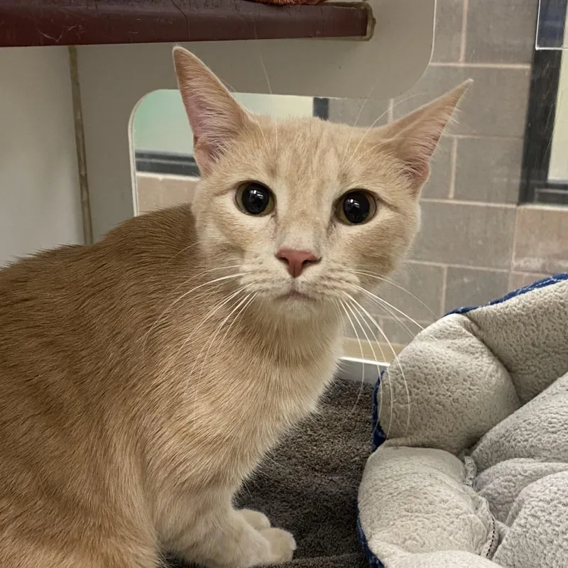 An adult large-sized male Orange / Red Domestic Medium Hair cat named Qtip for adoption in Cheyenne, WY