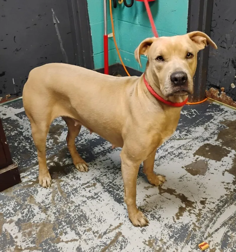 An adult medium-sized female Labrador Retriever dog named May for adoption in New Lexington, OH