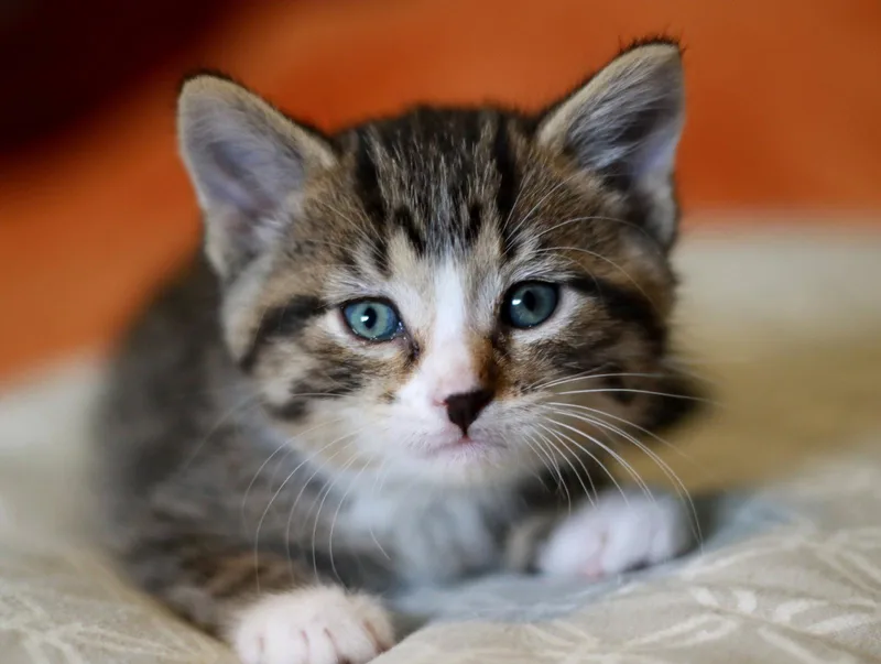 A baby small-sized male Tabby cat named Pickle for adoption in Mankato, MN