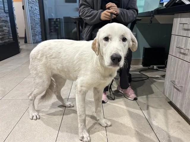 A young large-sized female Great Pyrenees dog named Hopper for adoption in Garland, TX