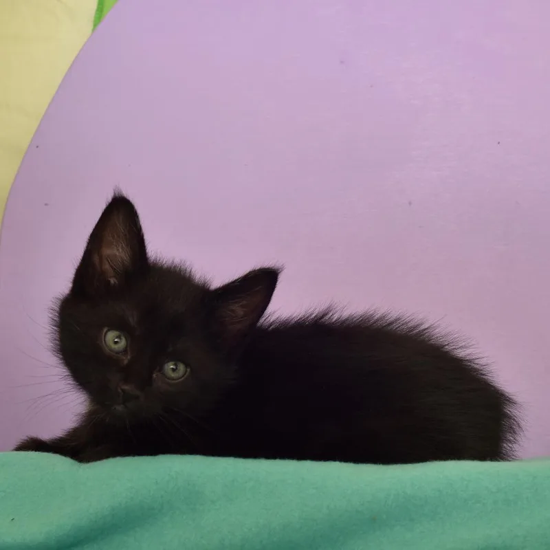 A baby small-sized male Black Domestic Short Hair cat named Alan Turing for adoption in Portland, OR