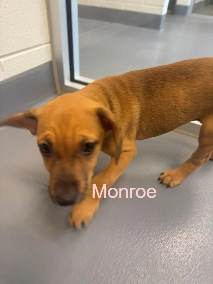 Monroe
