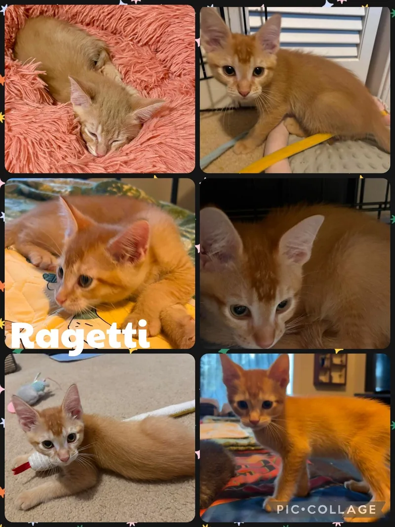 A baby small-sized male Orange / Red Domestic Short Hair cat named Ragetti for adoption in Newberg, OR