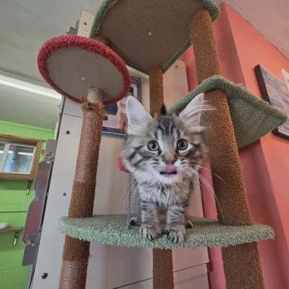 A baby small-sized male Domestic Long Hair cat named Mayhem for adoption in Scottsbluff, NE
