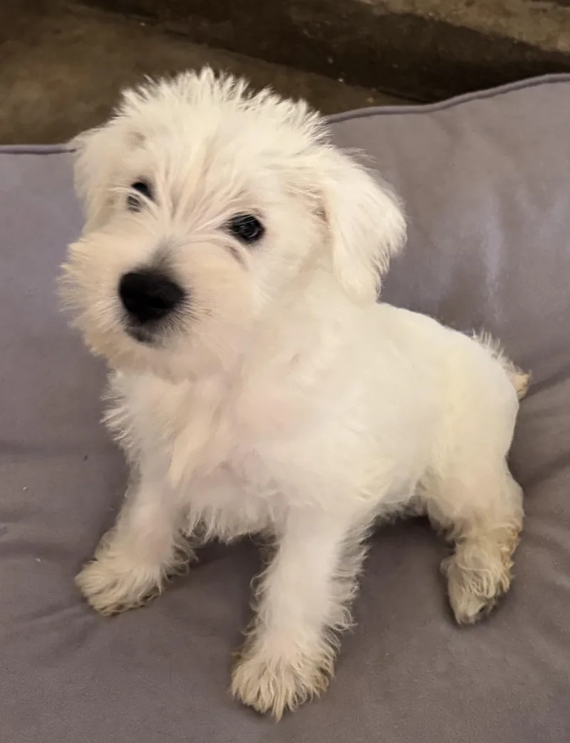 A baby small-sized male Schnauzer dog named Jake for adoption in Overland Park, KS