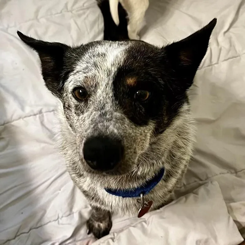 An adult medium-sized female Tricolor (Brown, Black, & White) Australian Cattle Dog / Blue Heeler dog named Mattie for adoption in Columbia, SC