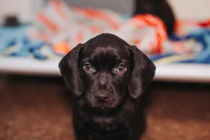 A young small-sized male Labrador Retriever dog named a Sunny for adoption in North Charleston, SC