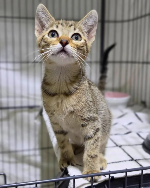 A baby small-sized female Domestic Short Hair cat named Peep for adoption in Novato, CA