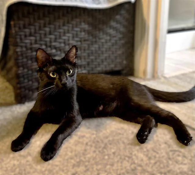 A young medium-sized female Domestic Short Hair cat named Jet for adoption in Sacramento, CA