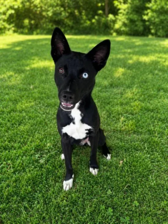 A young small-sized female Siberian Husky dog named Snacks for adoption in Clinton Township, MI
