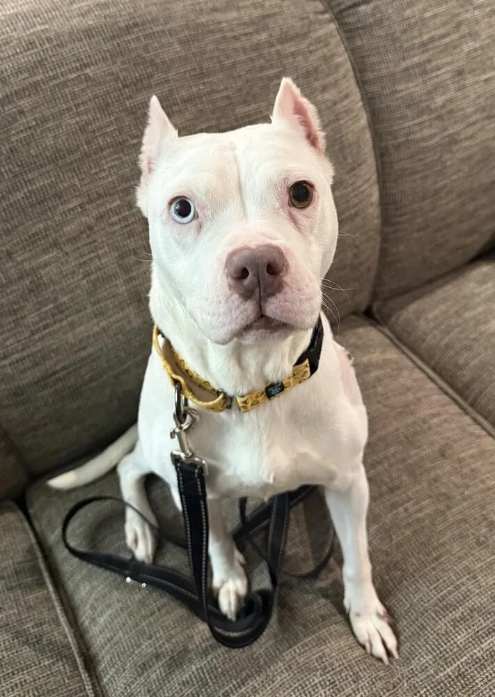 An adult medium-sized female Mixed Breed dog named Eggroll for adoption in Lansing, MI