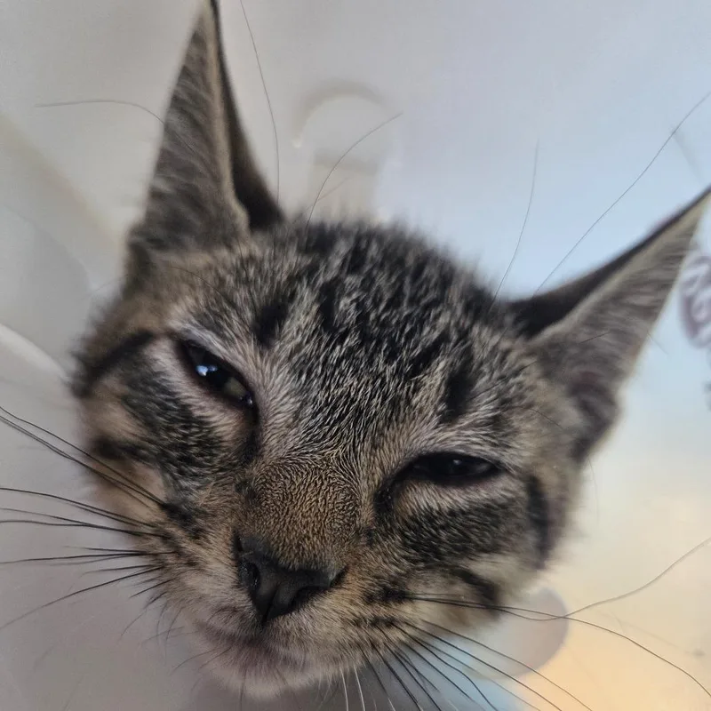 A baby small-sized female Brown / Chocolate Domestic Short Hair cat named Pumba for adoption in Leander, TX