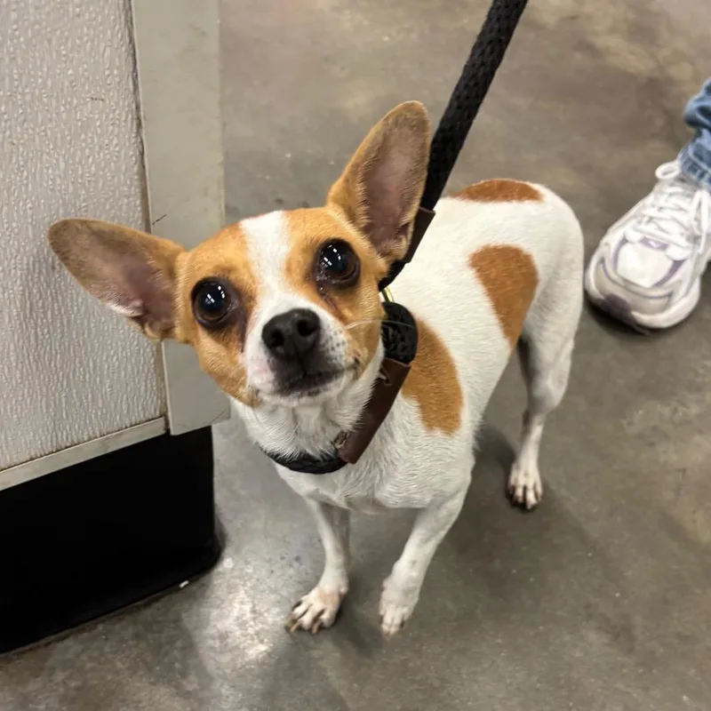 An adult small-sized female Chihuahua dog named Mina for adoption in Tampa, FL