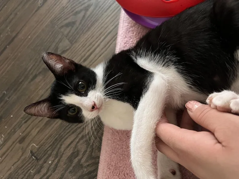 A young large-sized male Black & White / Tuxedo Domestic Short Hair cat named Tom for adoption in Dallas, TX