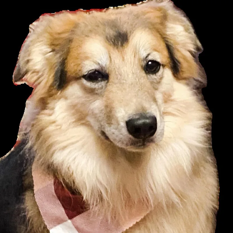 A senior medium-sized male Yellow / Tan / Blond / Fawn Border Collie dog named Shadow D for adoption in Minnetonka, MN