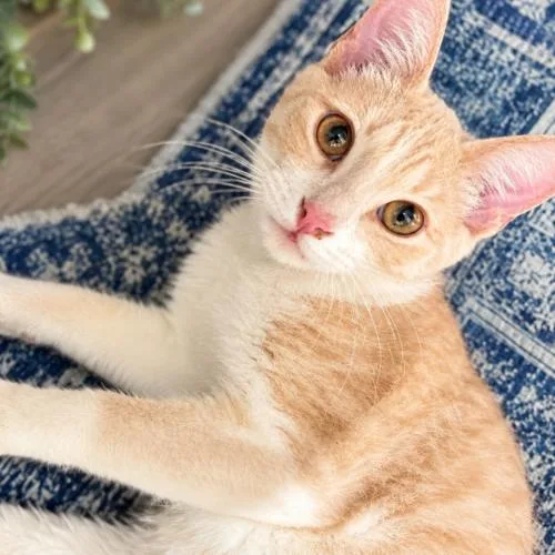 A baby medium-sized male Orange & White Domestic Short Hair cat named Mango for adoption in Coachella, CA