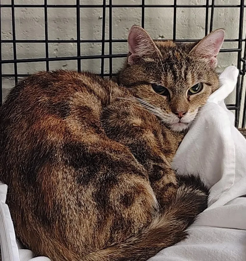 An adult small-sized male Domestic Short Hair cat named Tippy for adoption in Saint Clairsville, OH