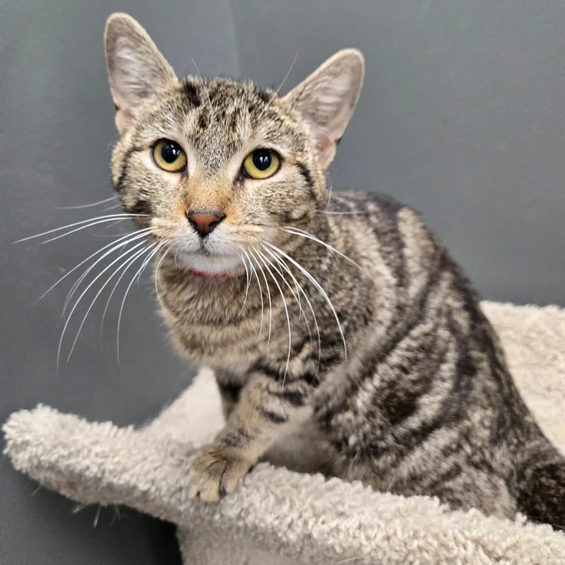 A young medium-sized female Brown / Chocolate Domestic Short Hair cat named Krombie for adoption in Hamburg, NY