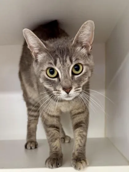 An adult medium-sized female Domestic Short Hair cat named Smokey for adoption in Savannah, GA