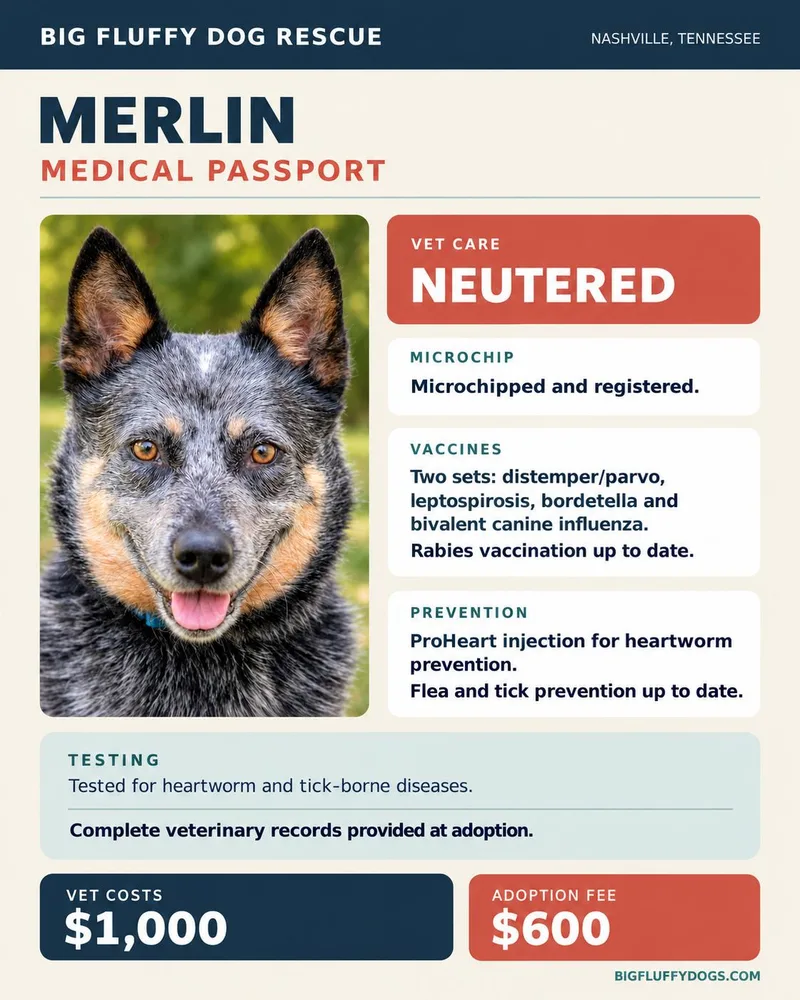 An adult medium-sized male Merle (Blue) Australian Cattle Dog / Blue Heeler named Merlin for adoption in Nashville, TN