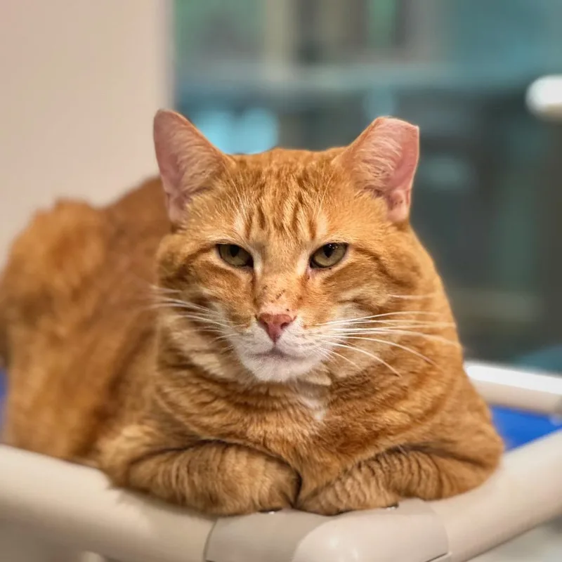 An adult extra large-sized male Domestic Short Hair cat named Garth for adoption in Cumming, GA
