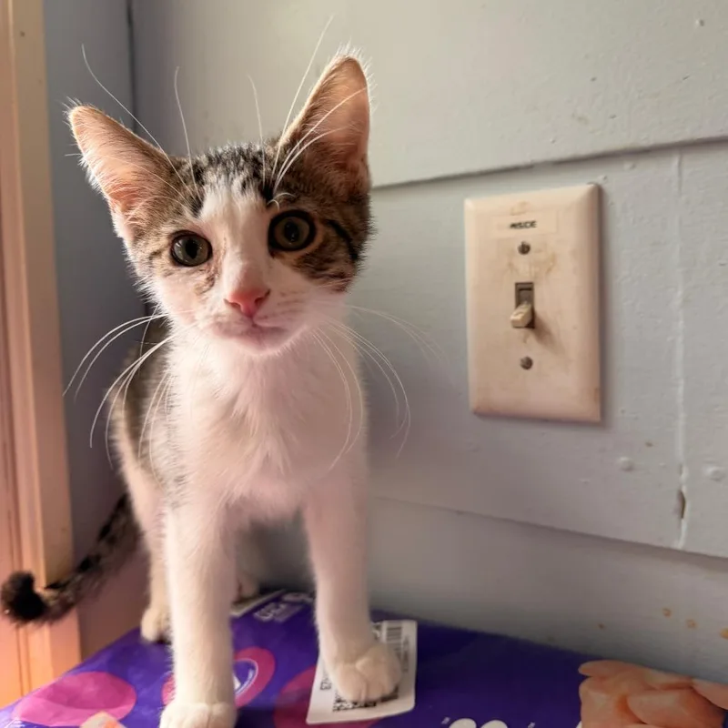 A baby medium-sized male White Domestic Short Hair cat named Sparticus for adoption in Richland, MI