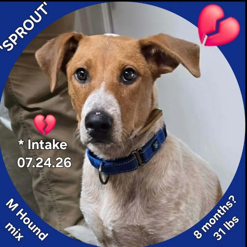 Sprout