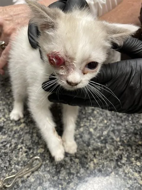 A baby small-sized male Domestic Short Hair cat named Sparrow for adoption in Casper, WY