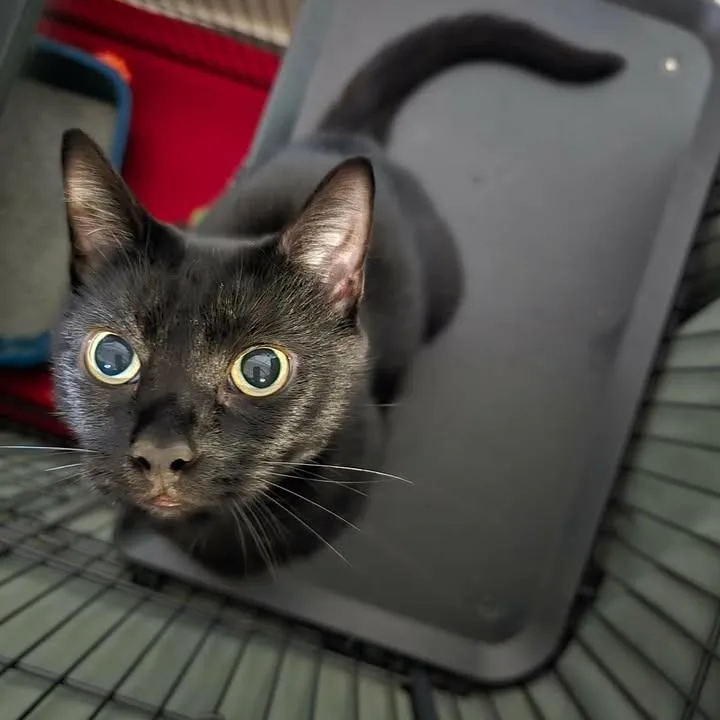 An adult medium-sized female Black Domestic Short Hair cat named Midnite Lace for adoption in Winthrop, ME