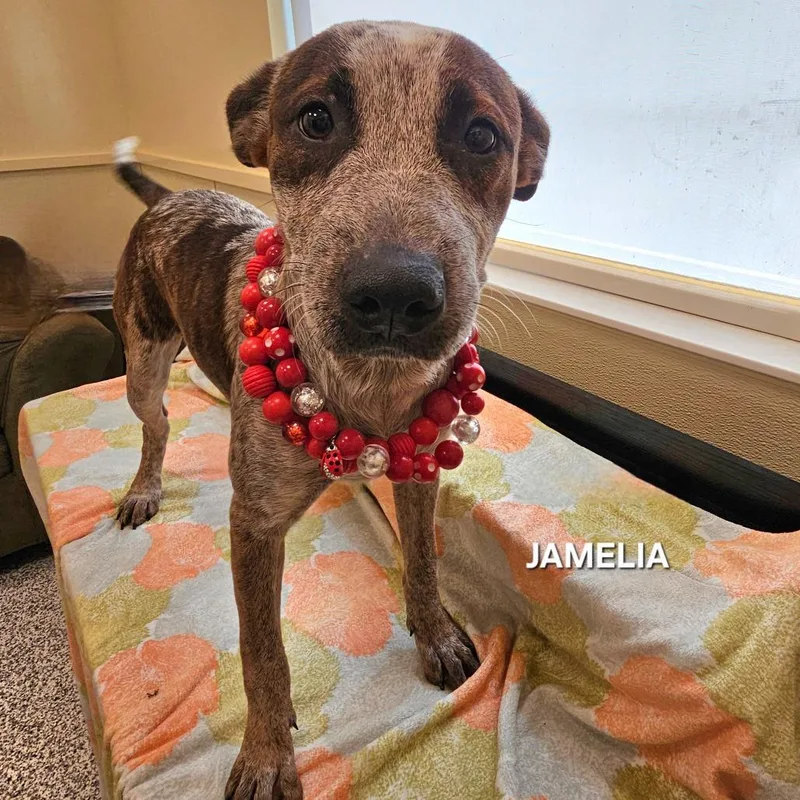Jameila
